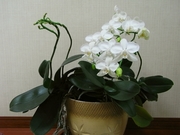 R0016680_ĳ³_20090417