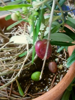 R0061776_オリーブの実_20141020