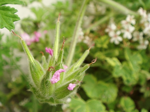 カピタツムゼラニウム 種ができそう Kochan S ベランダ菜園blog マンションガーデニング 家庭菜園 仙台グルメ キャンペーン情報等