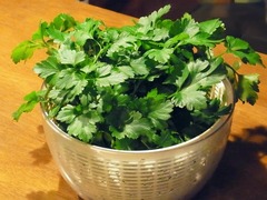 R0041905_イタリアンパセリ_20110503