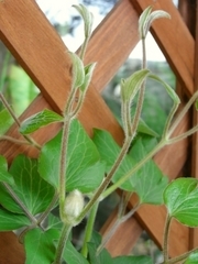 R0016319_����ޥ���_20090407