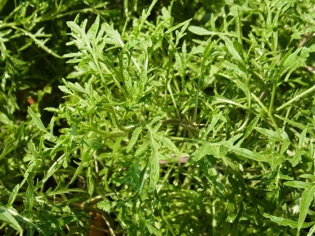 R0044440_雑草化セルバチコ_20110806