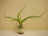 DSC03013_豆盆栽_チランジアブルボーサ.jpg