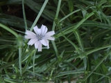 �ץ󥿥�å�β�2