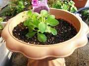 R0024838_�֥ꥨ�å��Ŀ����դ�_20100505