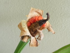 R0044043_���梁����μ�_20110724