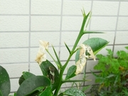 R0020185_ニューサマーオレンジの食害_20090818