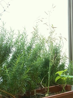 R0043152_����_20110618