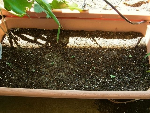 R0052382_コールラビ種まき1週間後_20120825