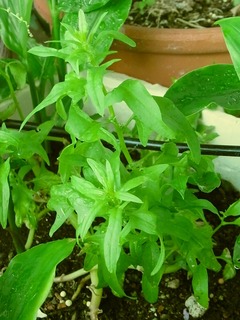 R0055842_�ۥ���󥽥��λ��_20130511