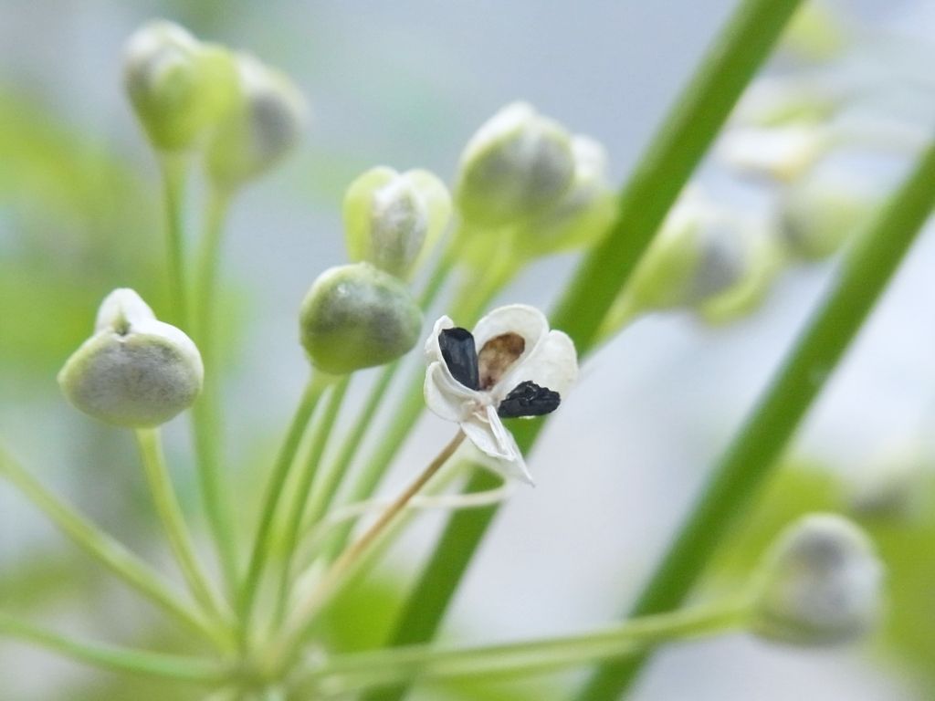 ニラの花のあと種が熟す Kochan S ベランダ菜園blog マンションガーデニング 家庭菜園 仙台グルメ キャンペーン情報等