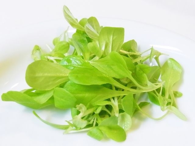 R0046216_レタスの間引き菜_20111106