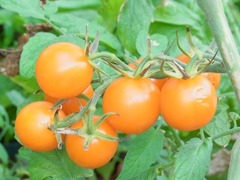 R0051416_�ߥ˥ȥޥȥԥå������ʥꥢ�μ�_20120722