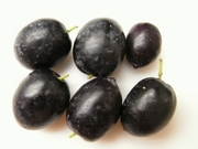 R0021640_���꡼�֤μ¼���_20091101