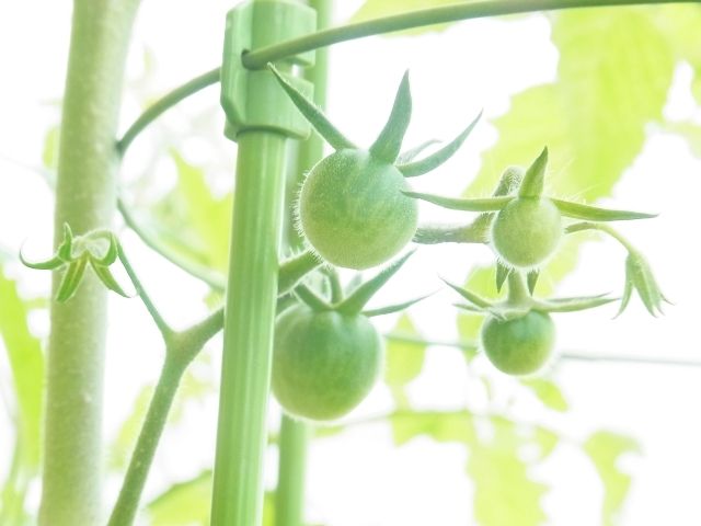 R0056426_ミニトマトアイスレモンの実_20130601