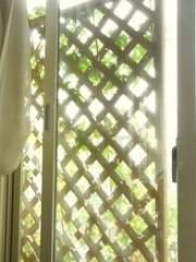 R0019695_ゴーヤ緑のカーテン_20090801