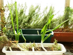 R0045583_再生ネギ_20111008