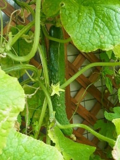 R0051422_���奦��μ�_20120722