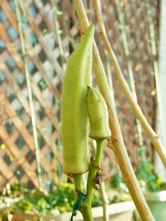 R0054143_�򥪥���μ�_20121209