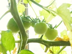 R0043448_�ߥ˥ȥޥȥ���������μ¤Ϥޤ����դ���_20110702