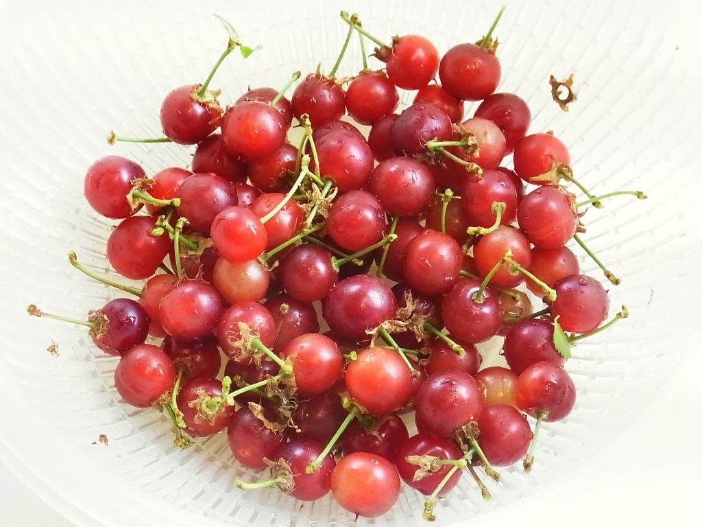 一重庭桜の実が真っ赤に熟したので収穫しました Kochan S ベランダ菜園blog マンションガーデニング 家庭菜園 仙台グルメ キャンペーン情報等