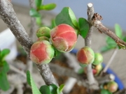 R0015802_ボケの別のツボミ_20090322