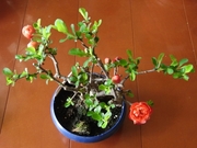 R0023810_ボケ開花_20100321