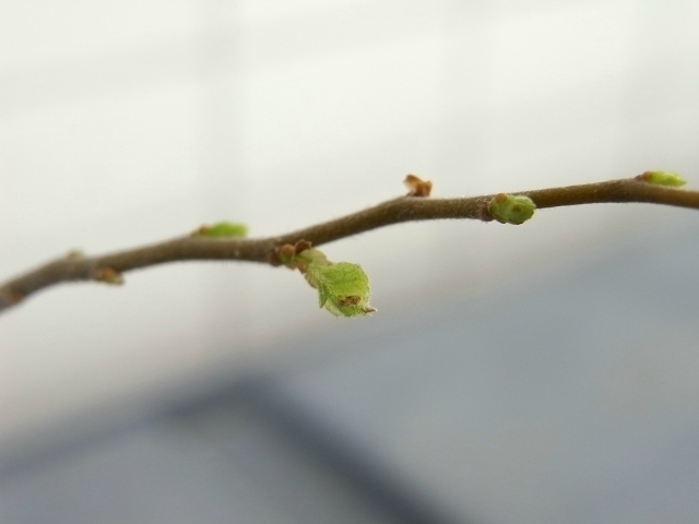 R0016233_謎の落葉樹ミニ盆栽_20090405