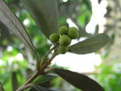 R0010736_���꡼�֥ԥå�������Ѥʼ�