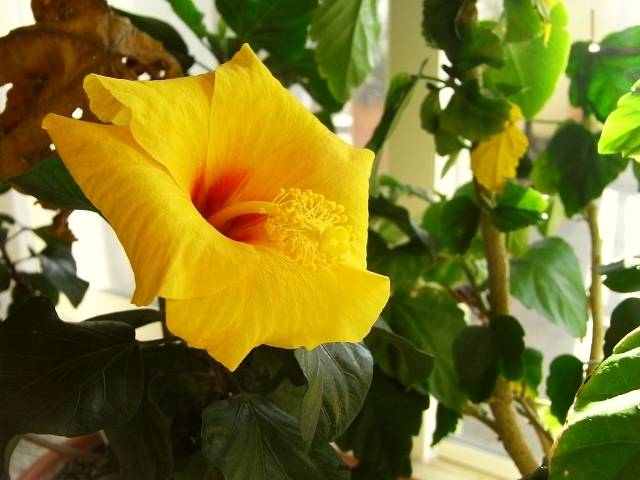 冬のハイビスカス Kochan S ベランダ菜園blog マンションガーデニング 家庭菜園 仙台グルメ キャンペーン情報等