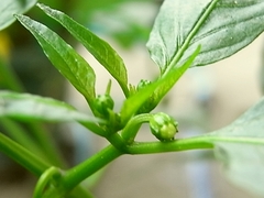 R0010492_�ʥ��ʤȻפ��뻨��ΤĤܤ�