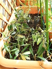 R0010036_���꡼�֤λޤ��ޤ���