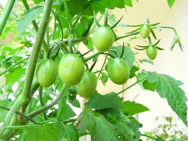 ミニトマト 脇芽伸び放題 Kochan S ベランダ菜園blog マンションガーデニング 家庭菜園 仙台グルメ キャンペーン情報等