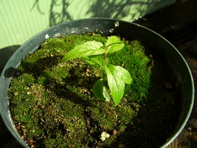 一重庭桜の実が色付き始める こぼれ種と挿し芽の苗木は元気 Kochan S ベランダ菜園blog マンションガーデニング 家庭菜園 仙台グルメ キャンペーン情報等