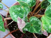 R0018325_��������˥ϥޥ��ॷ_20090613