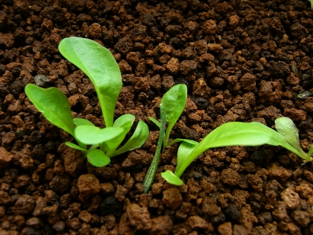 R0021516_チコリウィットルーフ_20091025