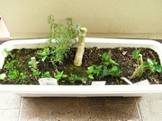 R0018953_�ꥭ��٥Ĥȥ֥��å��꡼�ڤ��ᤷ_090704