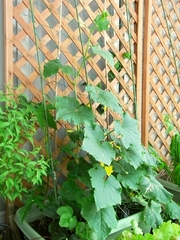 R0025613_キュウリ_20100612