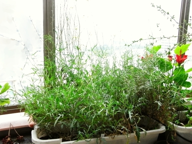 ルッコラセルバチカ 花盛り Kochan S ベランダ菜園blog マンションガーデニング 家庭菜園 仙台グルメ キャンペーン情報等