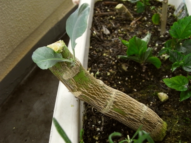 R0018956_紫ブロッコリーの脇芽_20090704