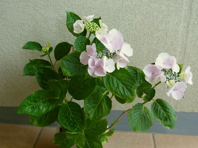 R0050476_アジサイ_20120610