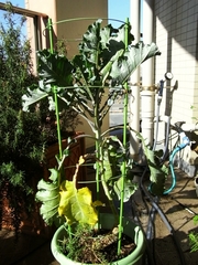 R0021734_�֥��å��꡼_20091115