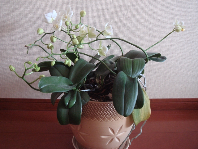 胡蝶蘭乱れ咲き Kochan S ベランダ菜園blog マンションガーデニング 家庭菜園 仙台グルメ キャンペーン情報等