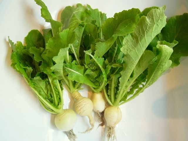 R0040579_花芽付かぶの収穫_20110306
