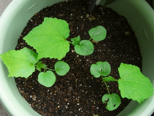 花オクラの脇芽摘み Kochan S ベランダ菜園blog マンションガーデニング 家庭菜園 仙台グルメ キャンペーン情報等