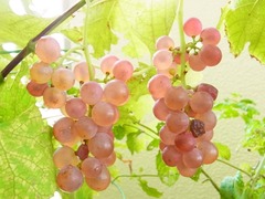 R0052709_�֥ɥ��ǥ饦����_20120908