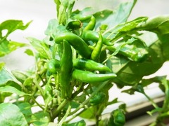 R0051517_�������ɻҤμ�_20120728