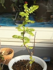 R0016152_��ܥ_20090401