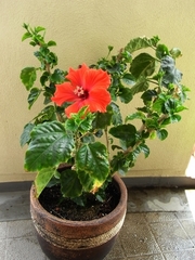 R0018104_�ϥ��ӥ���������_20090531