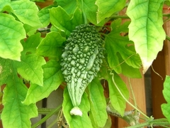 R0010513_������ξ�����μ�